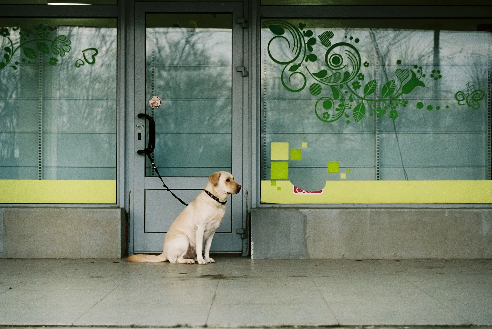 imagen de un perro atado en la puerta de una tienda